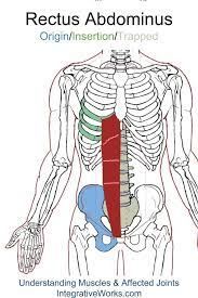 Detailed anatomy of the rib cage | specific articulations. Pin On Yoga