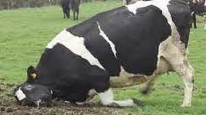 La enfermedad de las vacas locas o encefalopatía espongiforme bovina