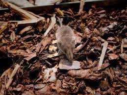 Keeping Mice Out Of Mulch How To