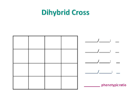 Punnett square the punnett square is a diagram designed by reginald punnett and used by biologists to determine 2 typical dihybrid cross. Dihybrid Punnett Square Q What We Can Get By Cross P P L L P P L L Socratic A Combination Of Alleles Aa Aa Aa Douglas Holt