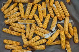 Image result for dried field corn on cob in shed