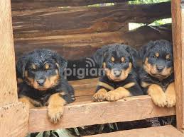 adorable rottweiler puppies in