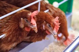 Poultry Feed Rules The Roost For Global Feed Tonnage
