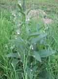 is-comfrey-good-for-animals