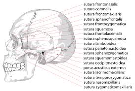 14 bones of the face. The Skull Boundless Anatomy And Physiology