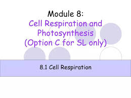 Ppt Module 8 Cell Respiration And