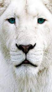 white lion face hd phone wallpaper