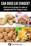 can-dogs-have-ginger-and-molasses