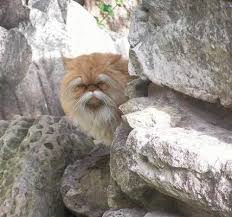Alaskan snow cat (photo needed). This Cat Looks Like A Gruff Old Kung Fu Master Aww