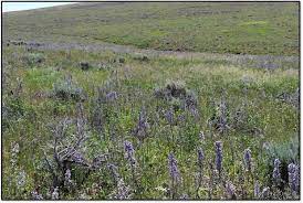 Livestock Losses From Toxic Larkspur
