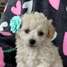 snuggles toy poodle mix puppy for