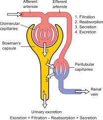 The Urinary System Nephron Urine Formation Owlcation