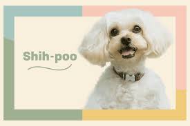 shih poo dog breed information and