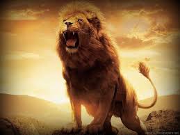 100 roaring lion wallpapers