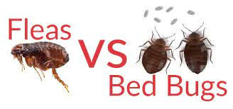 bed bug bites vs flea bites ajet pest