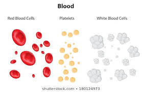 Red Blood Cells Images Stock Photos Vectors Shutterstock