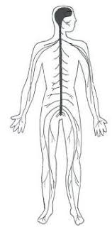 The peripheral nervous system is composed of blank nerves, blank nerves, blank (cell bodies of neurons), the blank plexus in the gut, blank skin. Nervous System For Kids