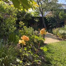 Home Grown Gardens 10 Reviews 16