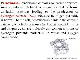 Peroxisomes are present in both plants and animals. Lysosomes And Microbodies Lysosomes Are Spherical Bodies Enclosed