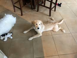 Read about one of our puppies, blondie, and the amazing impact she's had on one little's boy's life, and all about our assistance to guide dog programs across the usa. Golden Retriever Puppies For Sale Jacksonville Fl 301098