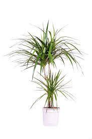 Place the cut end in water and put it in a warm spot. Pruning A Dracaena Or Dragon Tree Thriftyfun