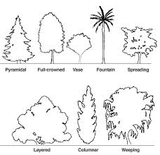 Structure Of Forest Crown Of Tree Types Canopy Videos