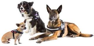 Julius K9 Harnesses Collars And Others K9harness Com