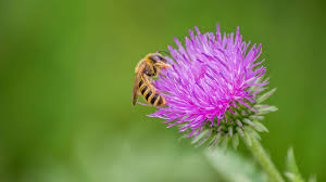top 30 plants that attract pollinators