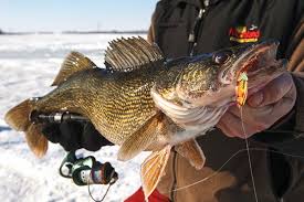 Top Ice Fishing Lures You Need Fish