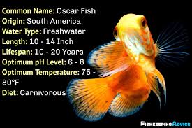 the ultimate oscar fish care guide 2021
