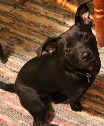 His video quickly spread over the internet and his cuteness is undeniable. My Pitbull Dachshund Mix Maisy She Looks Like A Mini Pitbull Puppy That Someone Stretched She S My Baby And Loves To Hik Dachshund Mix Pitbull Puppy Pitbulls