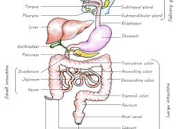 Digestive System Flow Digestive System Flow Chart Human