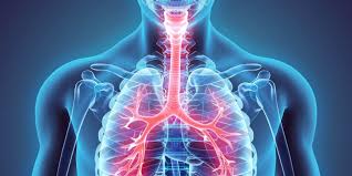 An organ is a collection of tissues that have a specific role to play in the human body. Chest X Rays Physiopedia
