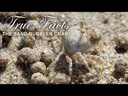 true facts the sand bubbler crab