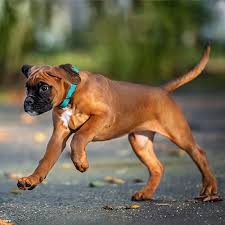 Find boxer puppies and breeders in your area and helpful boxer information. Boxer Pdsa