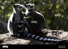 katta, lemur catta, ring-tailed lemur, muttertier mutter, weibchen, female,  mit jungtier, baby, nachwuchs, mother with baby, you Stock Photo - Alamy