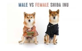 Shiba Inu Appearance My First Shiba Inu