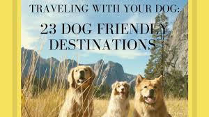 23 dog friendly destinations to visit