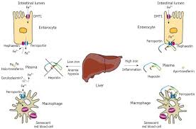Function Of The Hemochromatosis Protein Hfe Lessons From