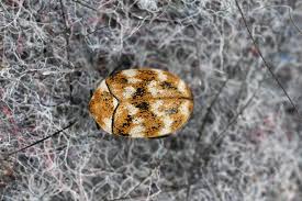 how to get rid of carpet beetles for