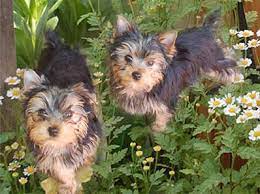 The yorkie has a beautiful coat of blue/gray and tan/auburn flowing fur. Yorkie Puppies San Diego Yorkie Yorkshire Terrier Yorkie Puppy