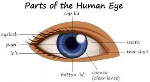 human eye diagram images free