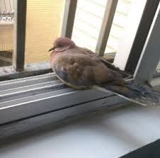 نتیجه تصویری برای کبوتران منتظر پنجره