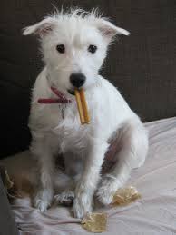 The first jack russell terrier was named trump, and she became the foundation for the breed. Pin By Anna Badenes On Luzia The Long Haired All White Jack Russell Terrier Jack Russell Jack Russell Terrier Dog Modeling