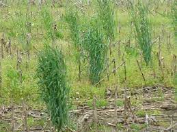 Plant Cover Crops gambar png