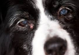 types of cysts on dogs how to treat