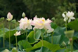 Lotus And Water Lily Festival Begins