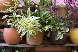 how to plant a container garden diy