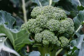 Best Companion Plants For Broccoli In The Vegetable Garden