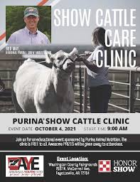 show cattle clinic at arkansas youth